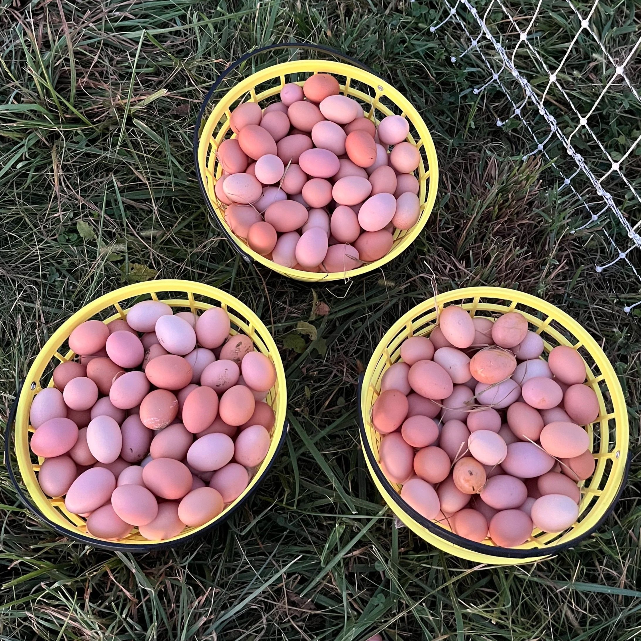 Three yellow baskets filled with freshly collected brown eggs resting on green grass, showcasing a bountiful harvest from a backyard chicken coop.